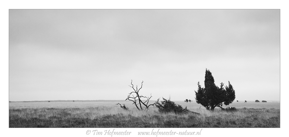 Common juniper on a desolate field