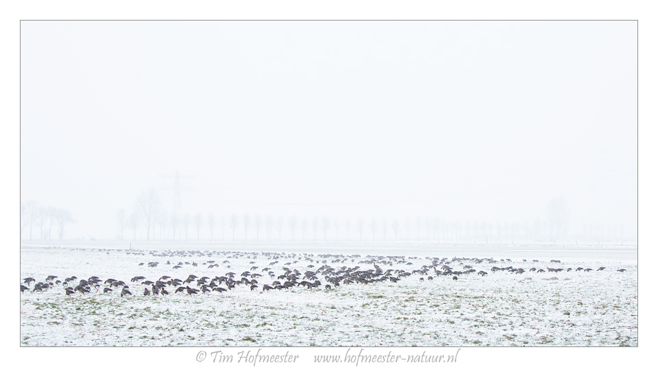 Greater white-fronted geese in a snow covered meadow Canon 5DmIII, 70mm, 1/200 @ f/8, iso 400