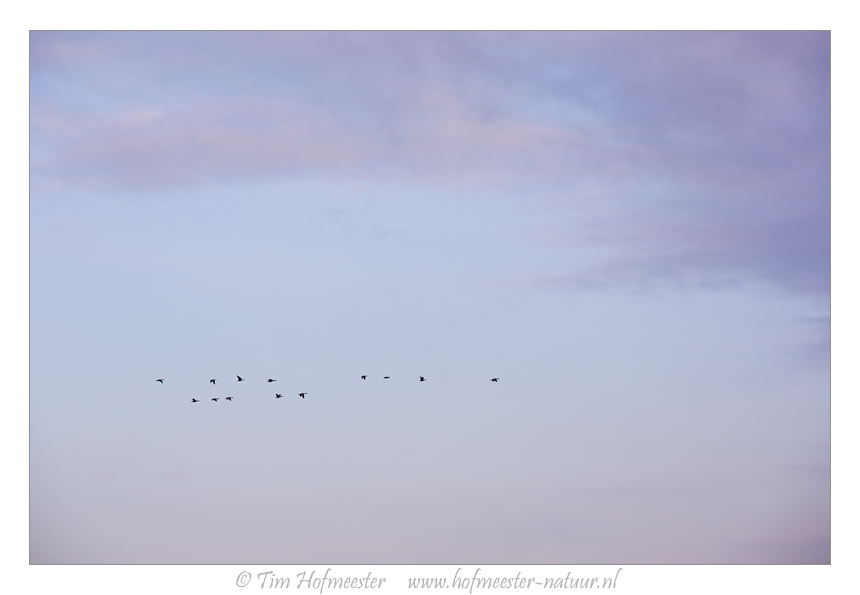 A group of geese flies over the Markermeer from their sleeping area towards their foraging area Canon 5DmIII, 135mm, 1/400 @ f/8, iso 400