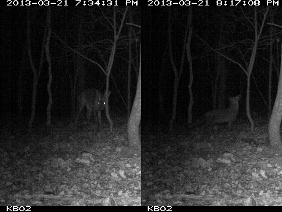 Roe deer and Red fox caught on camera