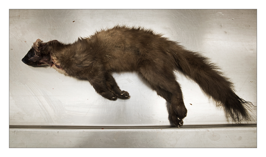 A young pine marten female which was found as a road kill near Deventer