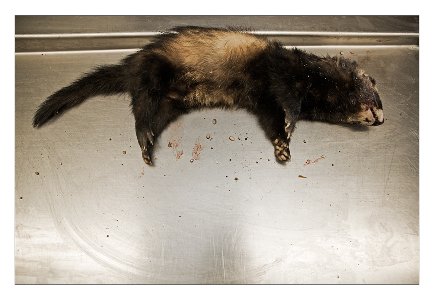 A male polecat which was parasitized heavily by Ixodes hexagonus ticks. 
