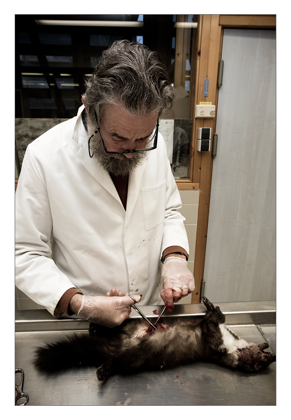 The author of a book on stone martens (Sim Broekhuizen) dissecting one of his favourite study animals.