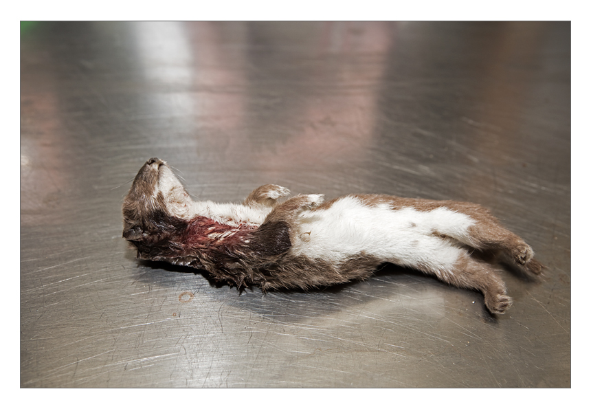 This weasel was caught by a cat, after which it was brought in for research.