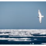 Ivory gull above the pack ice