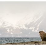 Walrus on Spitsbergen