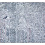 Raven in a snow storm