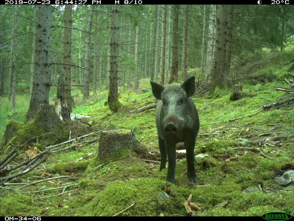 camera trap image of wild boar