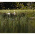 Breeding pair of wooper swans